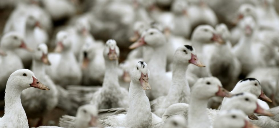Grippe aviaire: le nouveau ministre annonce "un deuxième régime d'aide"