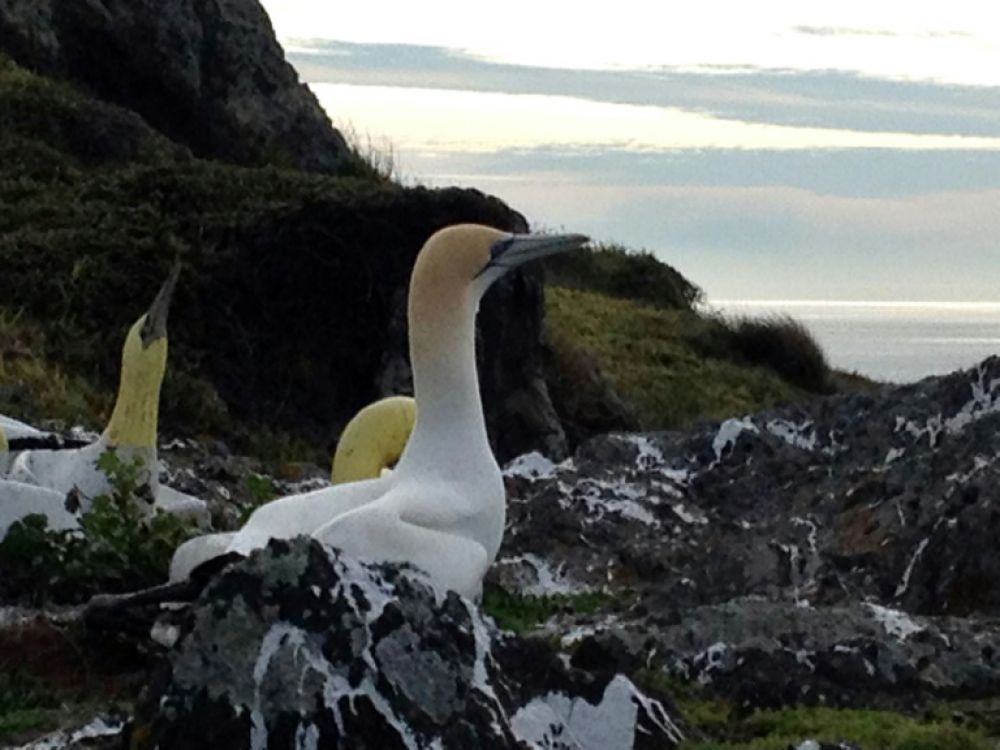 Décès en Nouvelle-Zélande de Nigel, "l'oiseau le plus seul du monde"