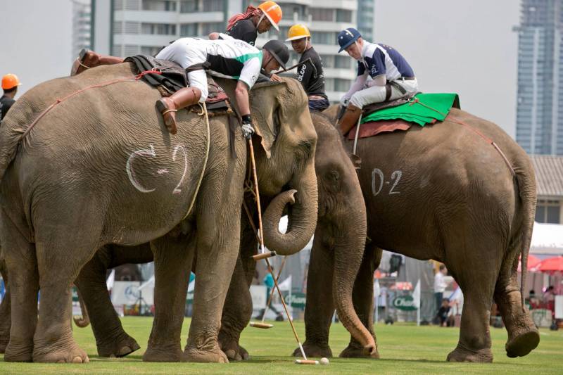Au coeur de Bangkok, des éléphants joueurs de polo