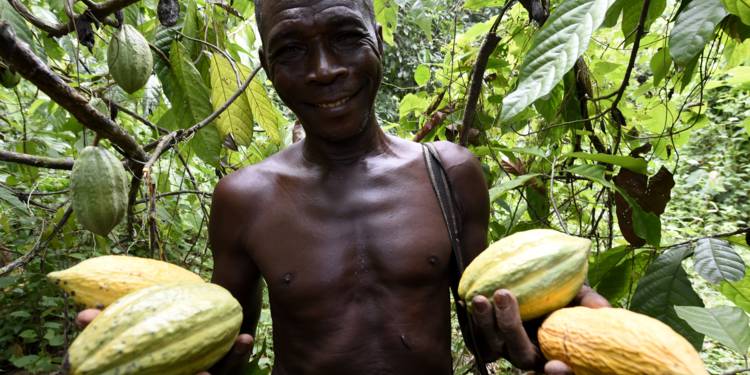 Le Nigeria veut ressusciter la filière cacao