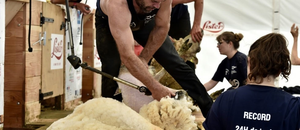 2.500 brebis, 6 tonnes de laine: les pros de la tonte de mouton préparent "leur" Mondial-2019