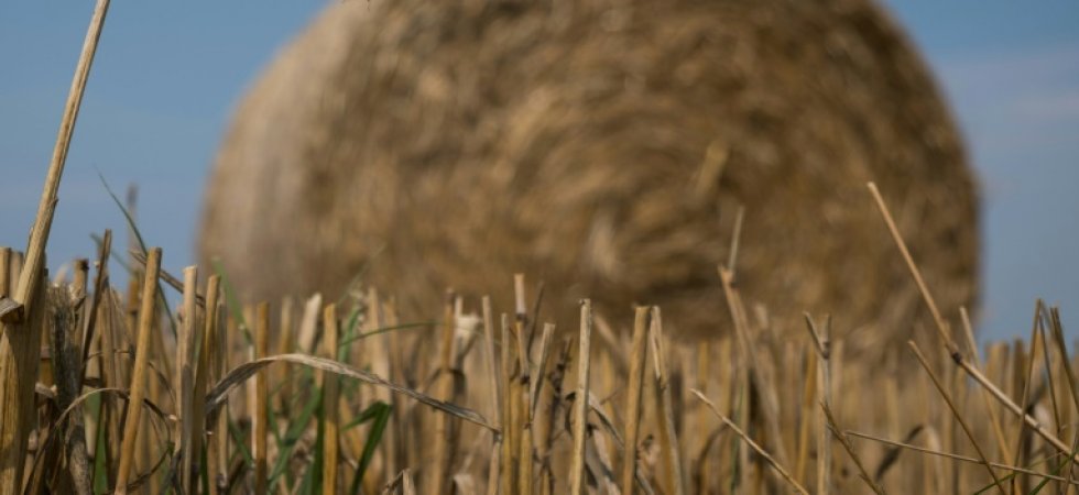 La sécheresse fait flamber le blé et les céréales sur les marchés mondiaux