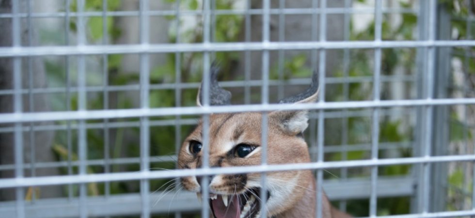 Val-de-Marne: les pompiers capturent un lynx chez un particulier
