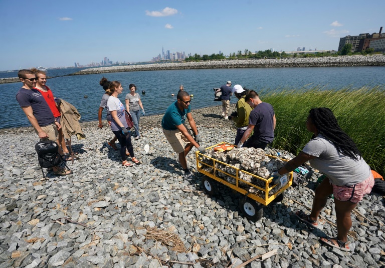 New York, paradis à huîtres en reconstruction