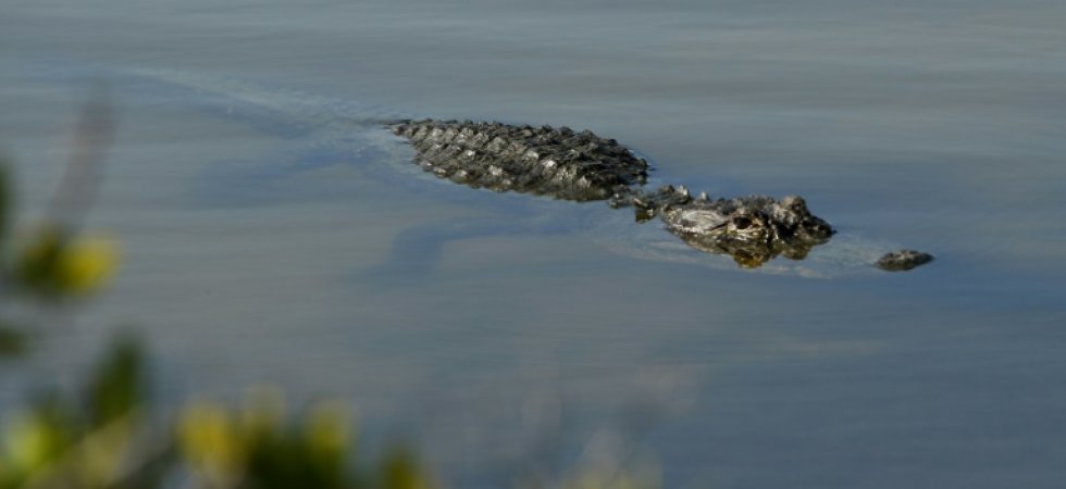 Un Australien a survécu trois semaines dans une forêt peuplée de crocodiles
