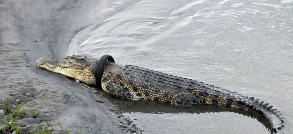 Indonésie: offre de récompense pour retirer un pneu du cou d'un crocodile géant