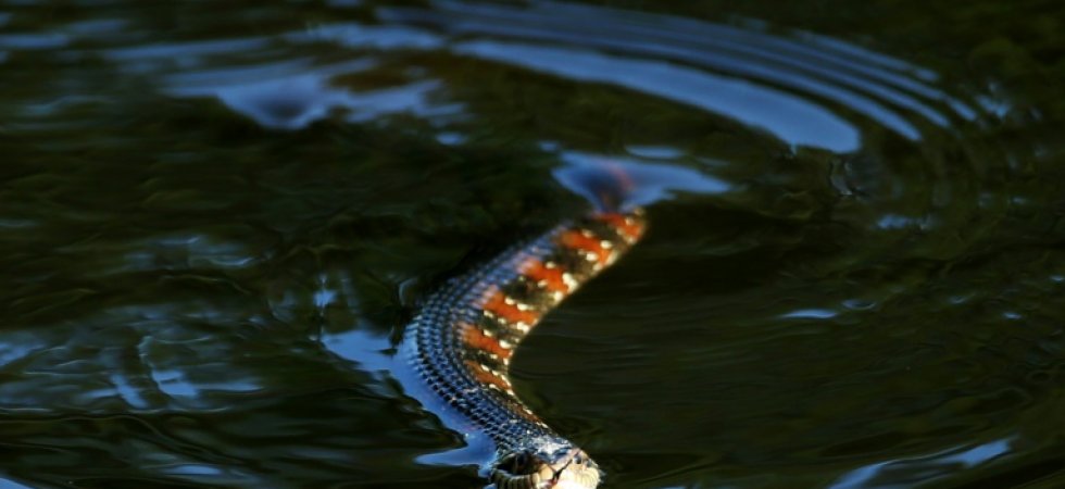 Une ville en Floride, ferme un coin de son parc pour laisser les serpents s'accoupler