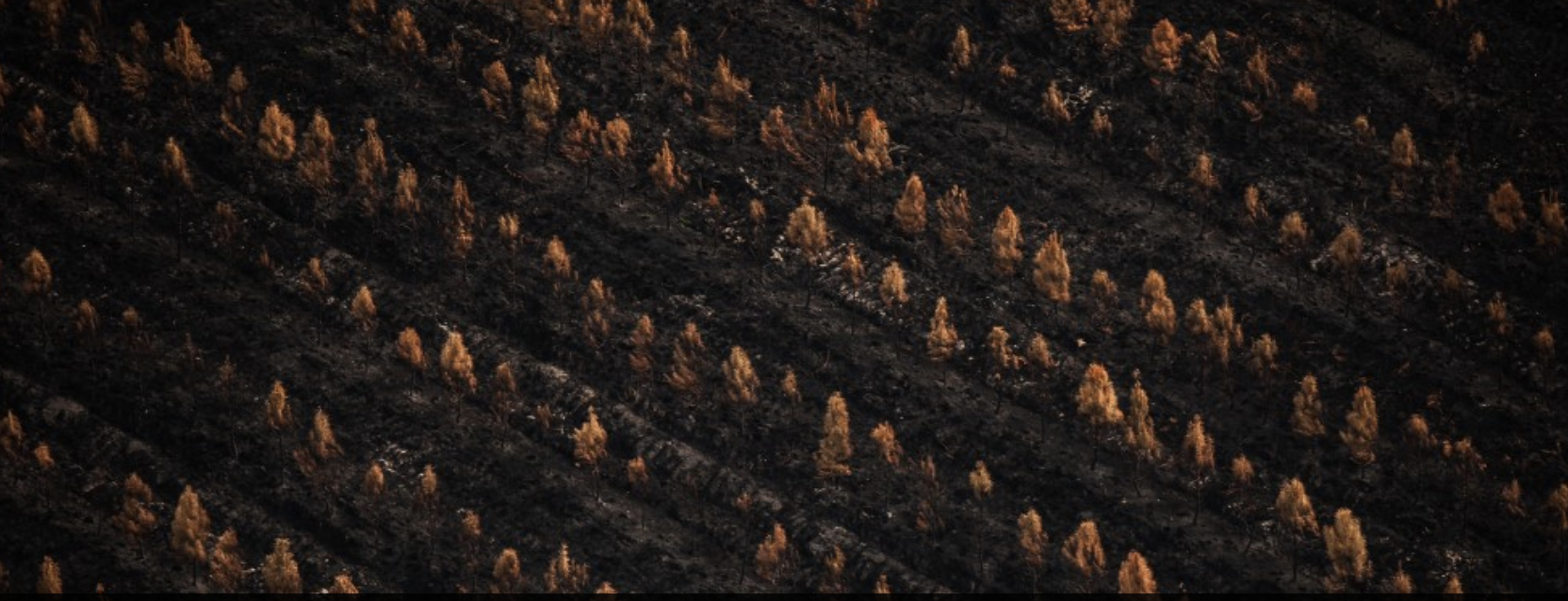 Feux de forêt : 47 000 hectares brûlés dès juillet, un record